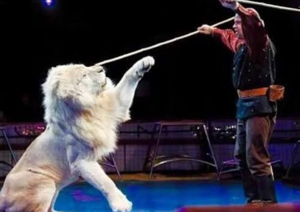 Kinoshita Circus Yokohama