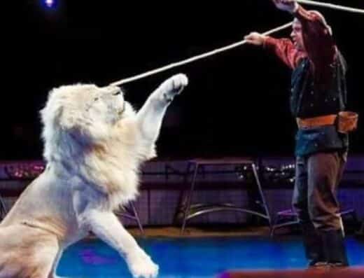 Kinoshita Circus Yokohama