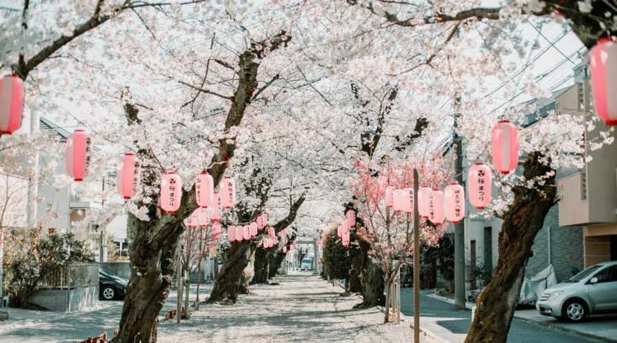 When to See Cherry Blossoms in Japan: Timing Your Perfect Hanami