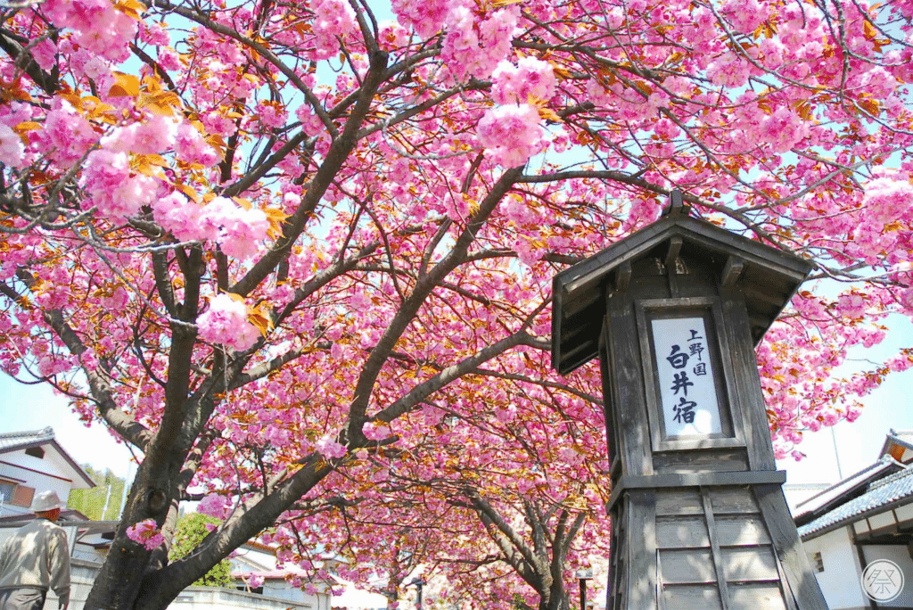 Cherry Blossoms in Japan