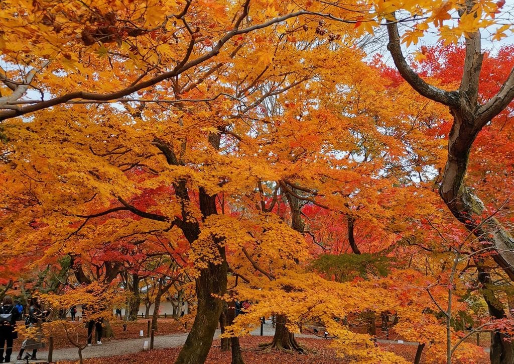 Fall Leaves in Kyoto