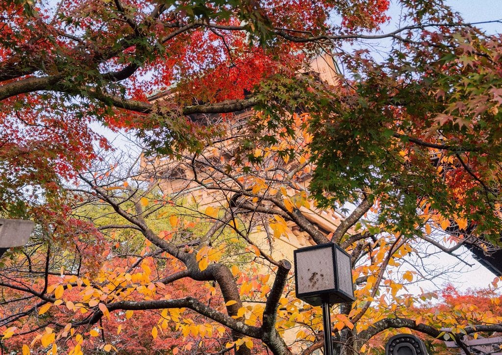 Fall Leaves in Kyoto