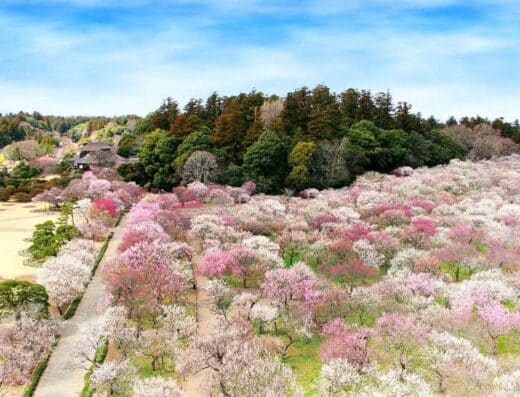 Hitachinaka & Kairakuen Garden Tour: Cruise Shore Excursion