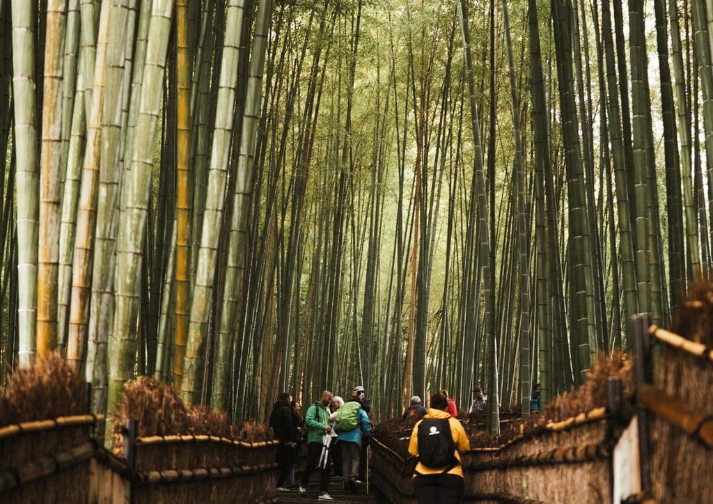 Japan Bamboo Forests Guide