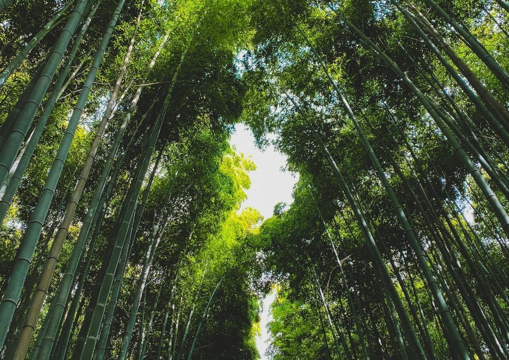 Japan Bamboo Forests Guide