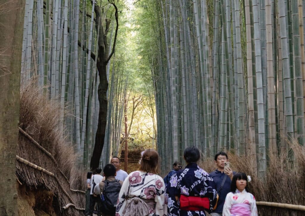 Japan Bamboo Forests Guide