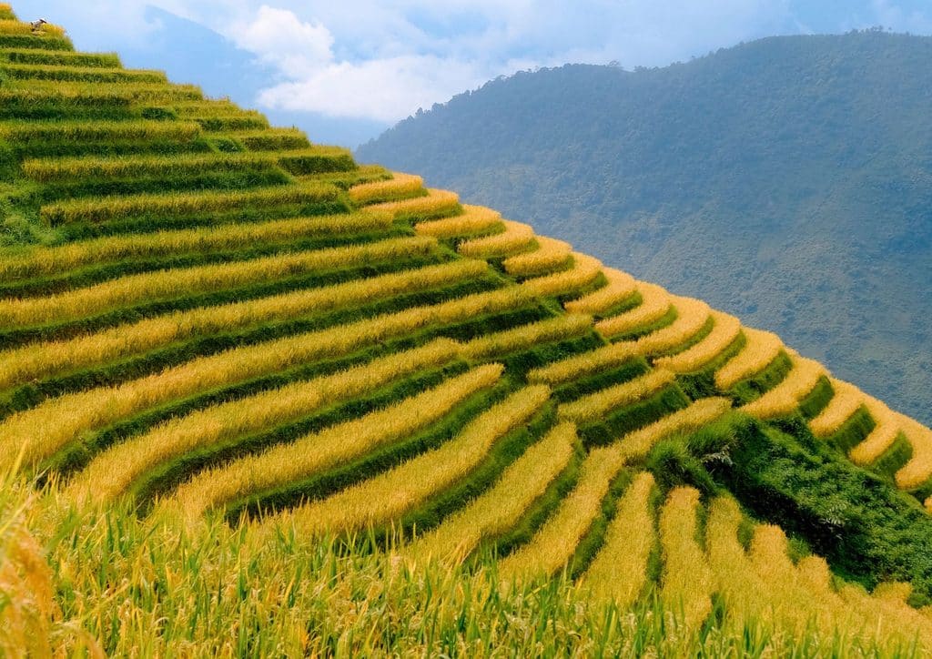 Japan Rice Terrace Guide