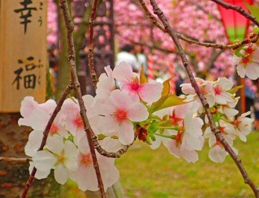 Iwakuni Highlights by Bullet Train Tour