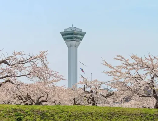 Hakodate City & Scenic Views Tour: Cruise Shore Excursion