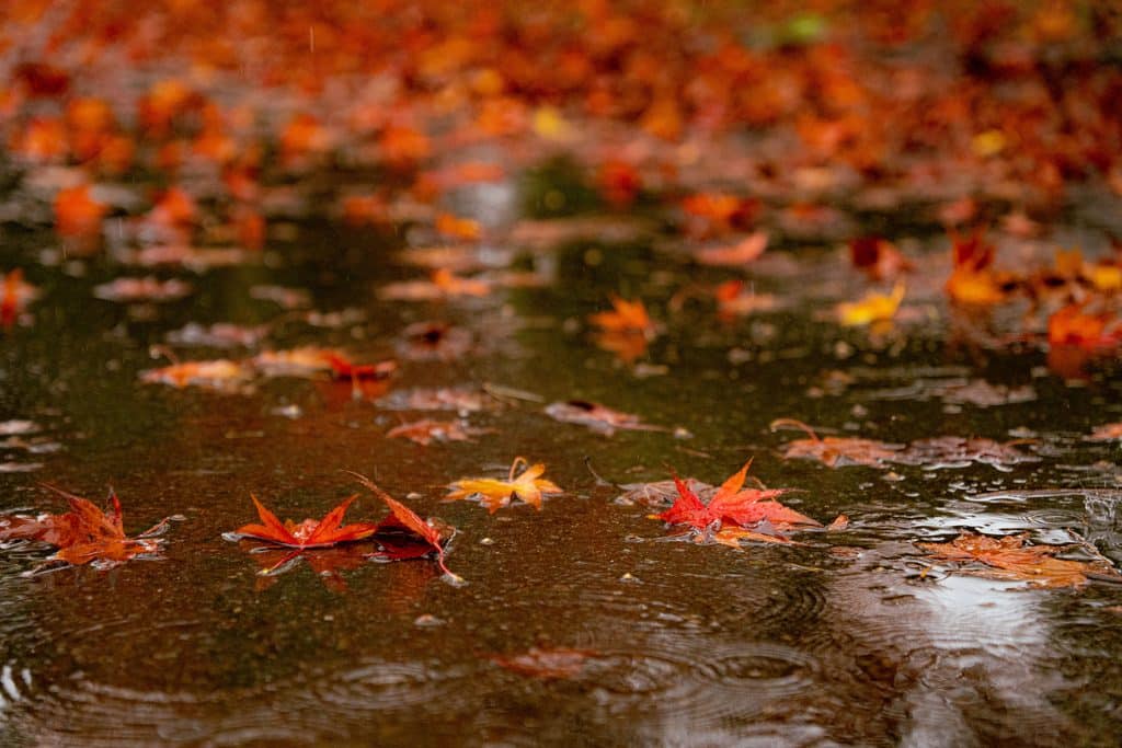 Japan Autumn Foliage Forecast 2026