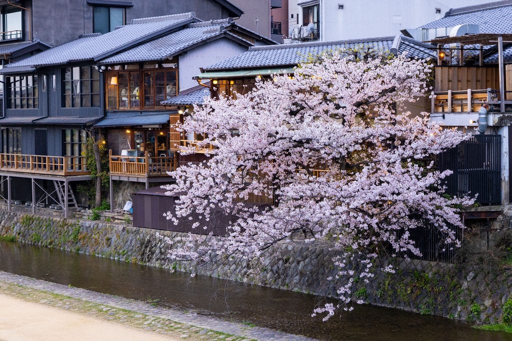 Kyoto Cherry Blossoms