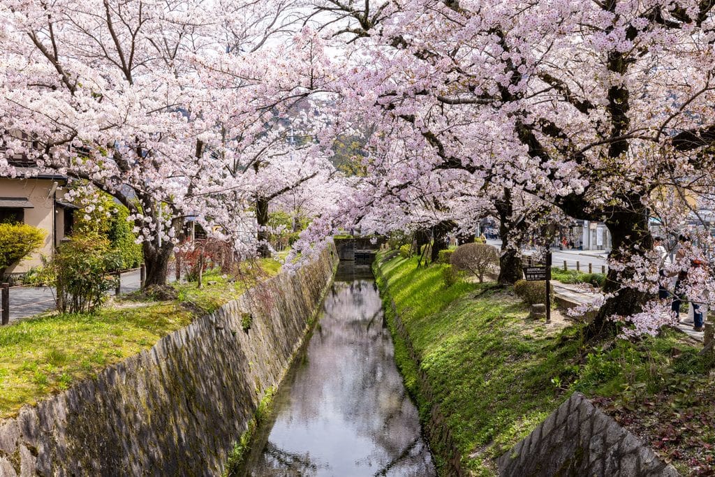 Kyoto Cherry Blossoms