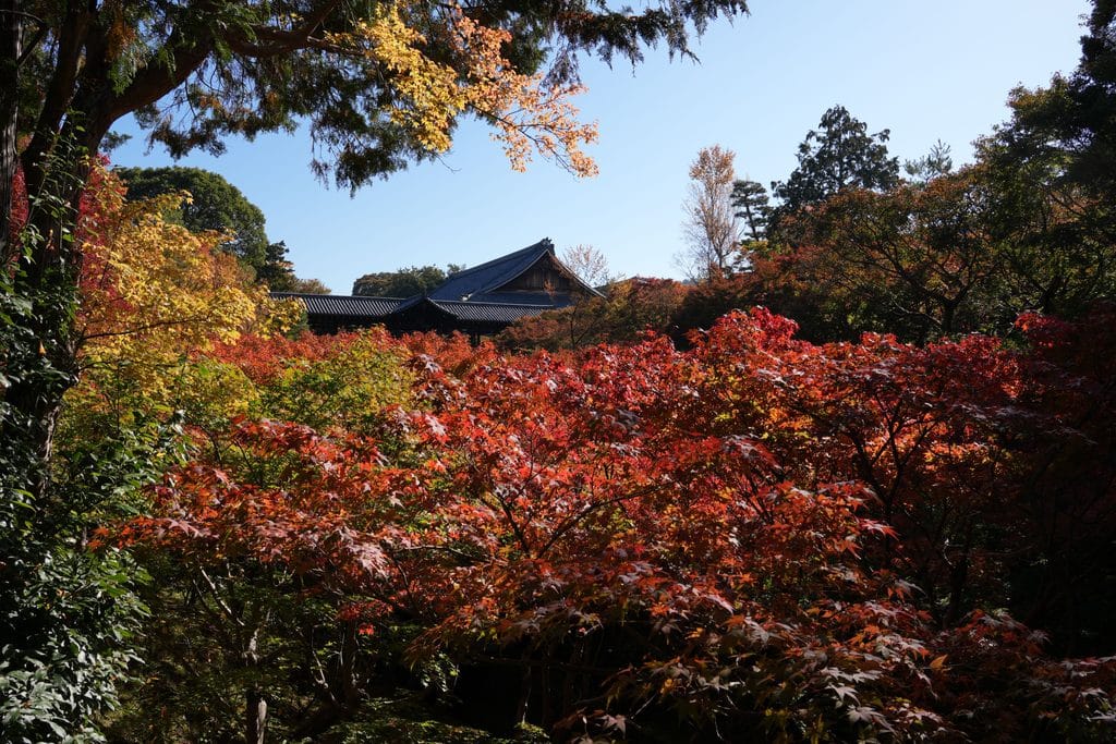 Japan Autumn Foliage Forecast 2026