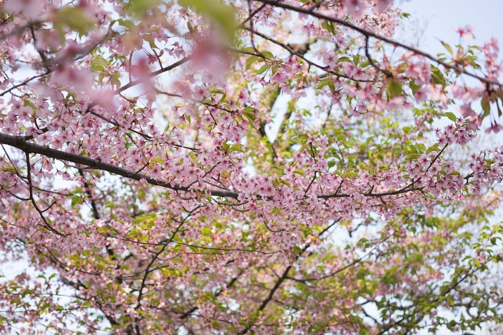 Kyoto Cherry Blossoms