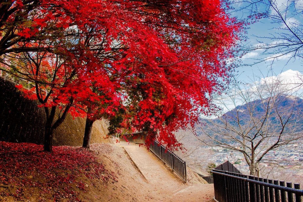 Japan Autumn Foliage Forecast 2026