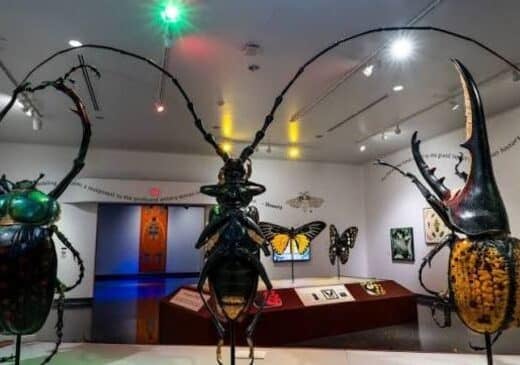 Great Insect Exhibition 2026 Tickets Tokyo