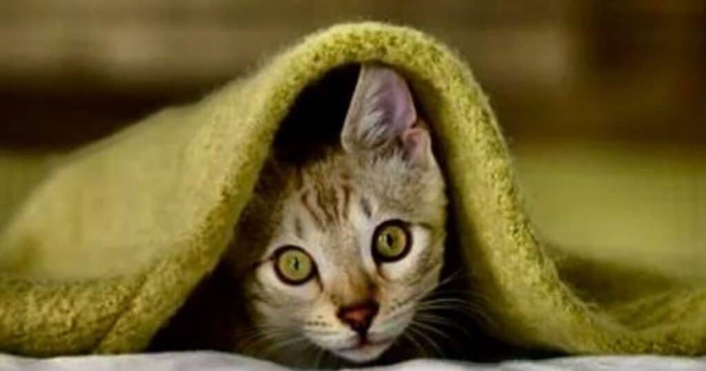 The Cat Who Lived a Million Times  Tickets