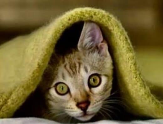 The Cat Who Lived a Million Times Tickets