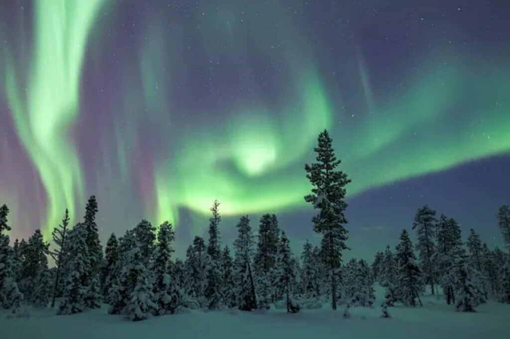 Aurora and Forest Stories Exhibition