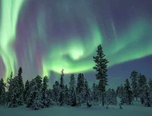 Aurora and Forest Stories Exhibition 2026 Tickets