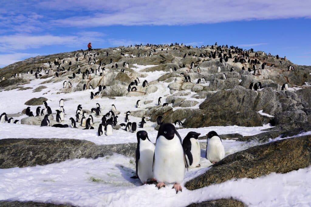 The Great Antarctic Exhibition