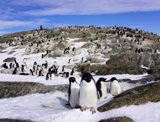 The Great Antarctic Exhibition