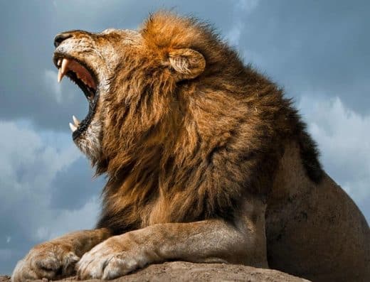 The Lion Beat