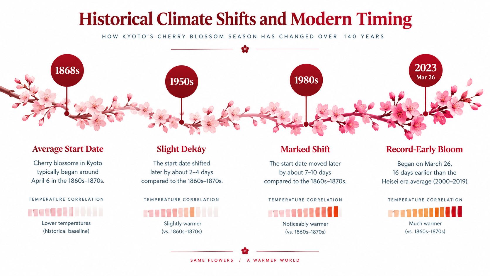 An infographic showing historical shifts in Kyoto's cherry blossom blooming season over the last 140 years.