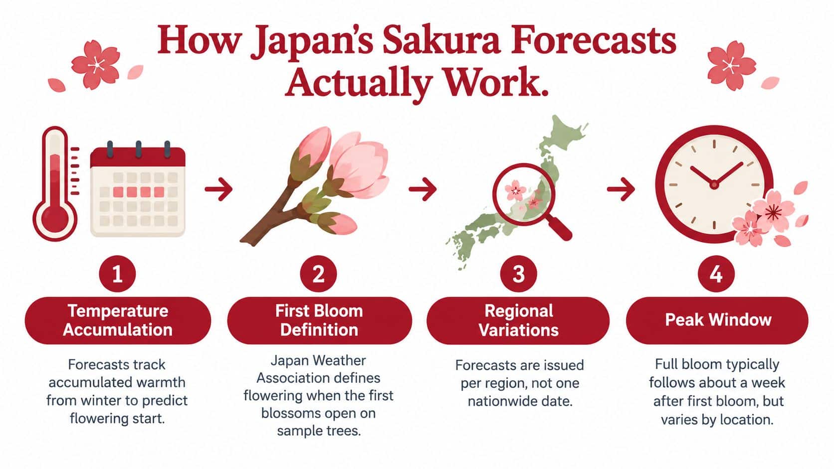An infographic titled How Japan's Sakura Forecasts Actually Work showing four steps of the prediction process.